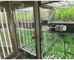 Liyi-Pflanzenwachstums-Kammer-ist künstlicher Klima-Samen-Keimungs-Maschinen-Pflanzenwachstums-Kastenbrutkasten und -farbe blau