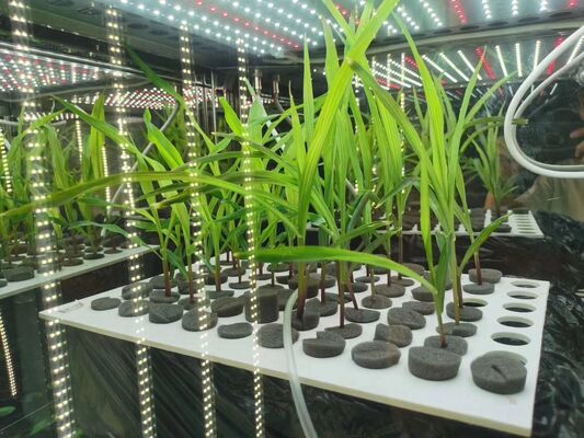 LIYI Preis der 2-seitigen 3-seitigen Umwelt-Künstlichen Klima-Tests Beleuchtung Pflanzenwachstums-Inkubator-Kammer zum Verkauf