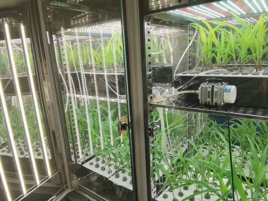 LIYI Preis der 2-seitigen 3-seitigen Umwelt-Künstlichen Klima-Tests Beleuchtung Pflanzenwachstums-Inkubator-Kammer zum Verkauf